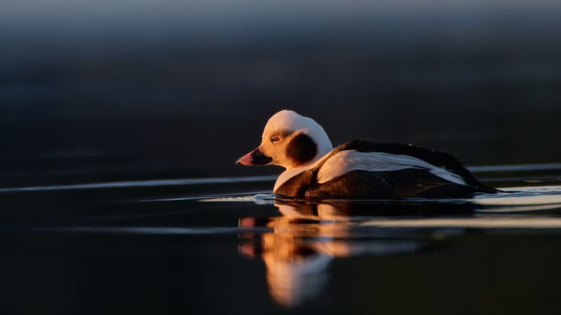 Морянкаphoto preview