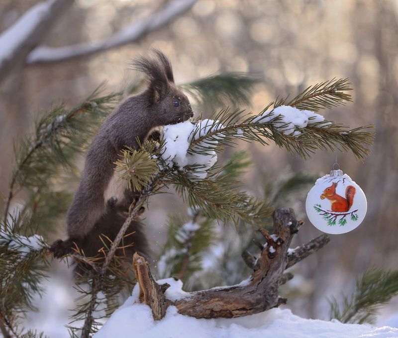нерюнгри, белка, якутия, дикие_животные, евгениялевина, бурундукиибелкилевиной, женялевина Белочка??????? фото превью