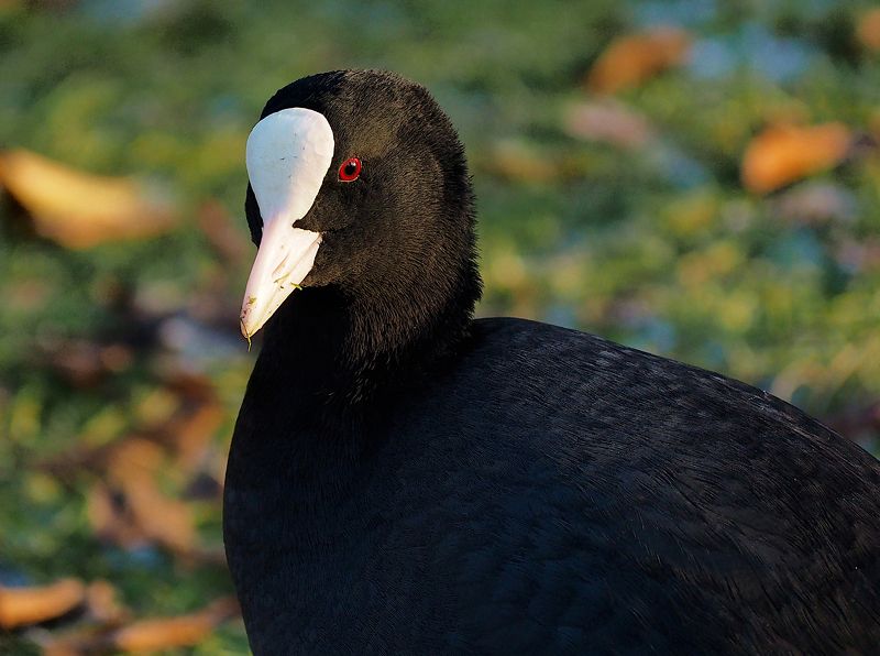 птица, портрет, лысуха, bird, portrait Портрет лысухиphoto preview