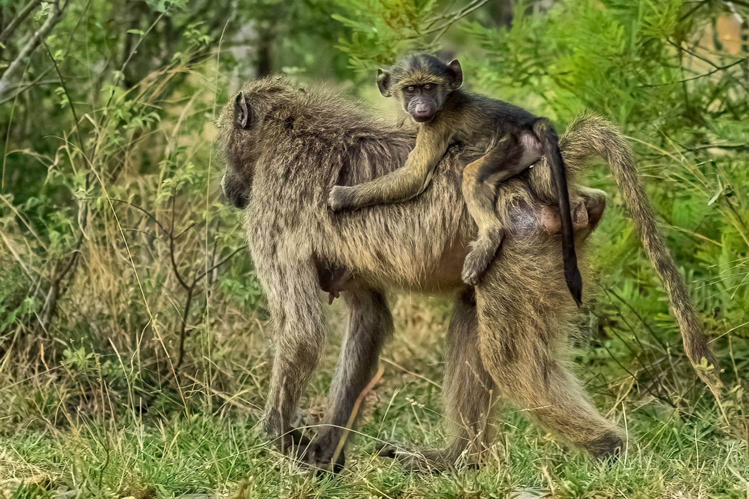 , Гордонов Юрий