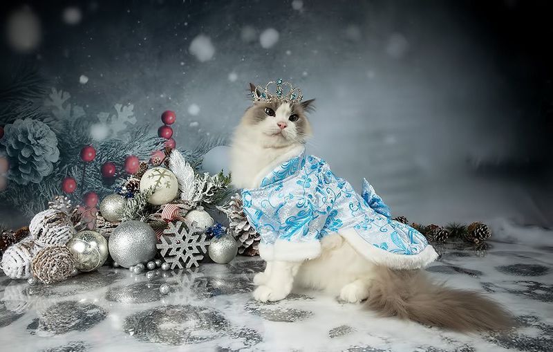 матильда, новый год, праздник, рэгдолл, сat, кошка, животные, кошки, ragdoll cat, ragdoll Матильда. Снегурочку - вызывали? Happy New Year!photo preview