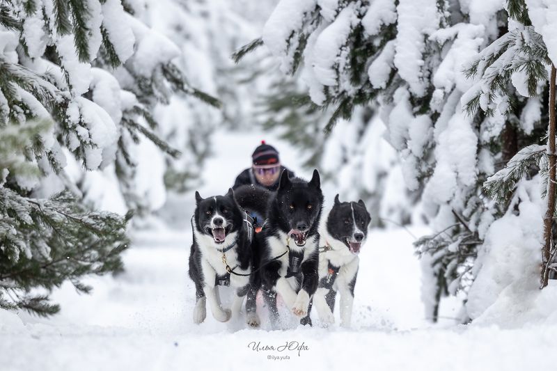 репортаж, собаки, спорт, sleddogs ***photo preview
