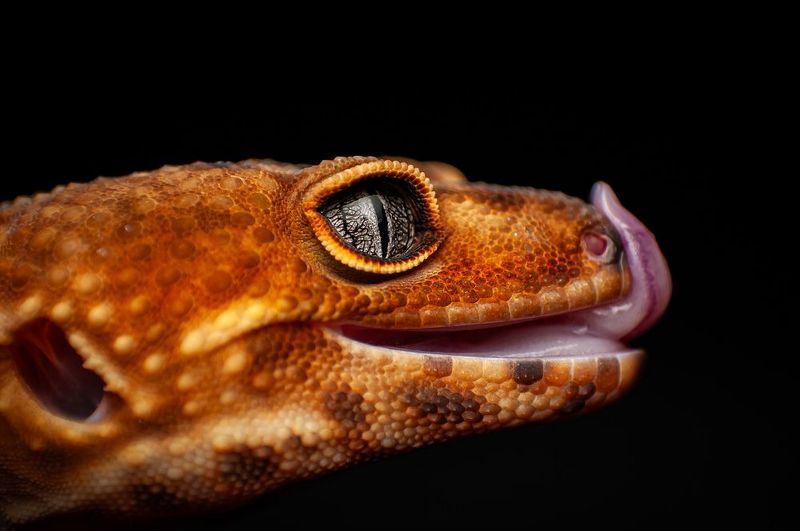Tangerine Leopard Geckophoto preview