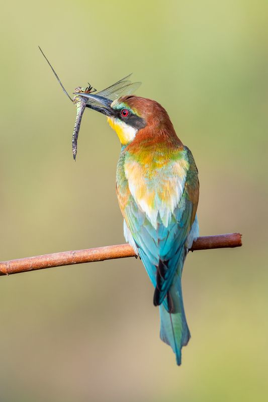 Золотистая щурка / European bee-eater / Merops apiasterphoto preview