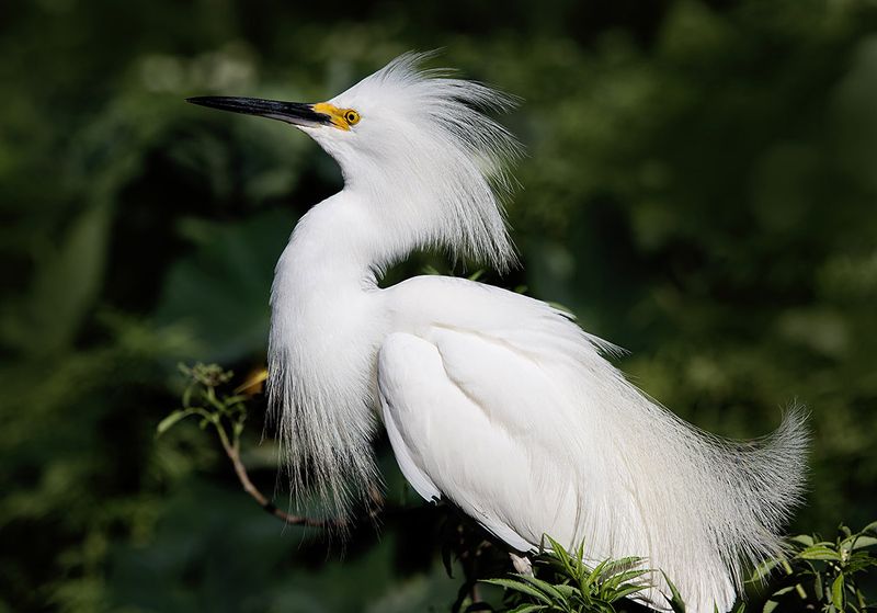 американская белая цапля, snowy egret, heron, florida, цапля, флорида Happy New Year! Американская белая цапля - Snowy Egret.photo preview
