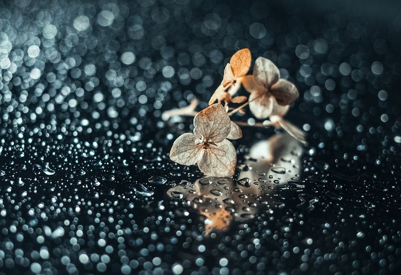 макро В капляхphoto preview