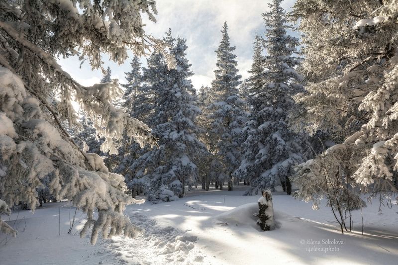 лес, зима, сенег, таганай Снежное царство Деда Морозаphoto preview