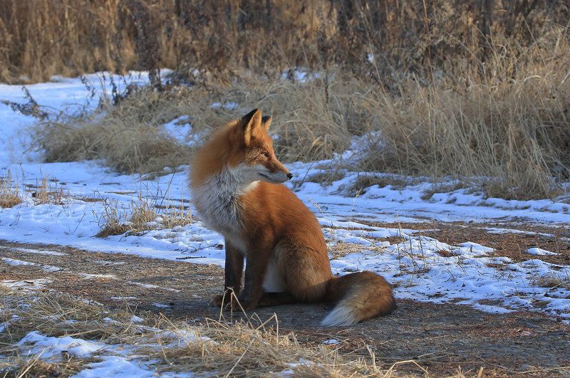 лиса лиса на пороге зимыphoto preview