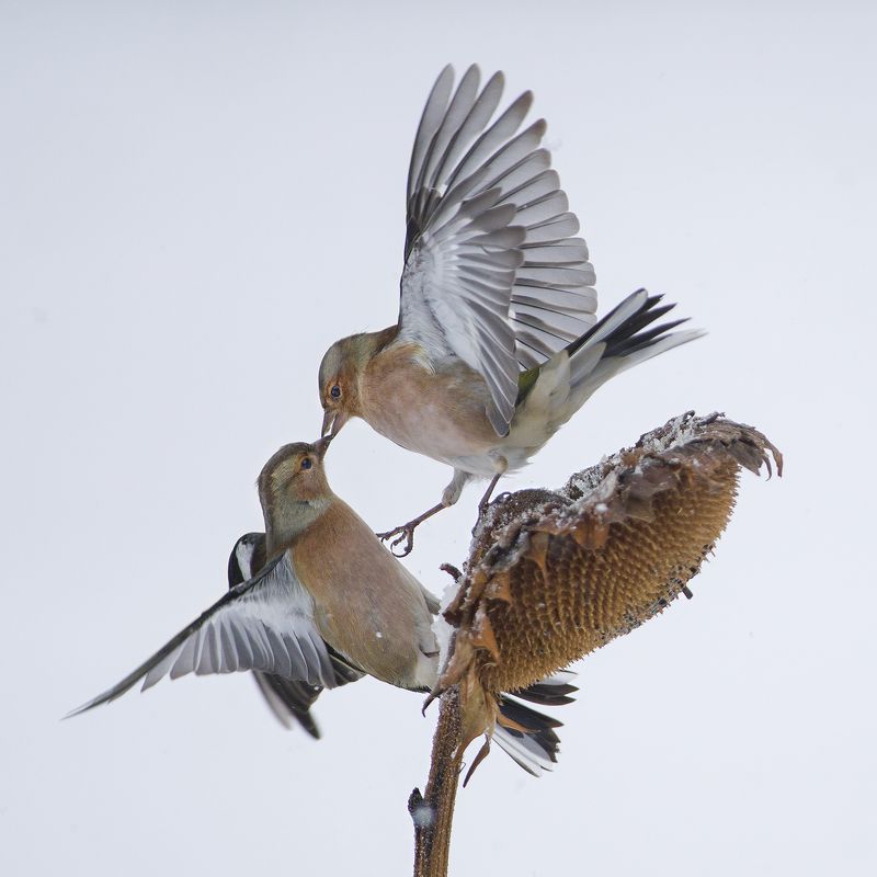 С Новым годом!photo preview