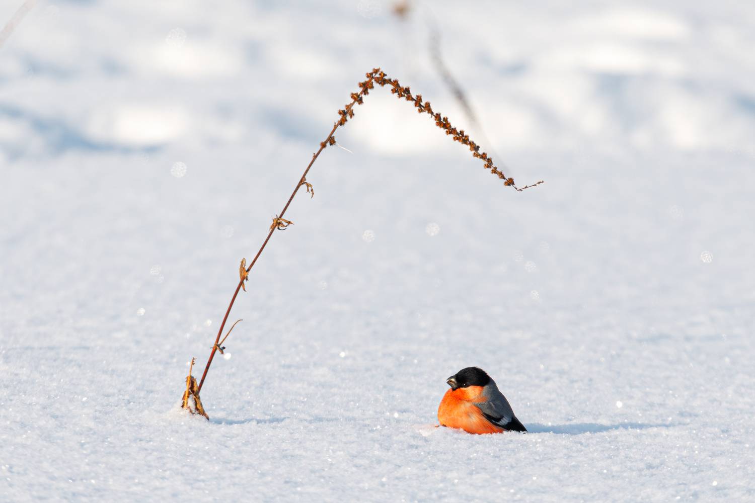 Снегирь. Автор: Гильманов Артур , Гильманов Артур