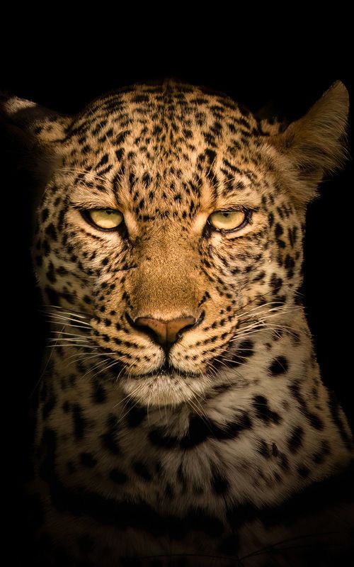 Wildlife around the worldphoto preview