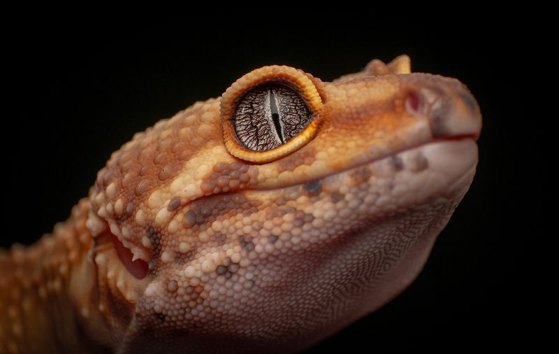 Tangerine Leopard Geckophoto preview