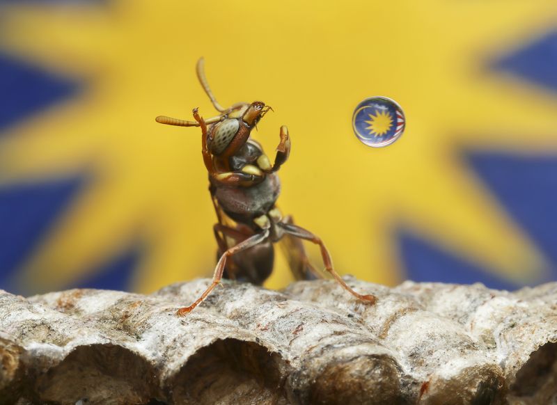 #macro#wasp#outdoor#colors Wasp Water Bubblingphoto preview