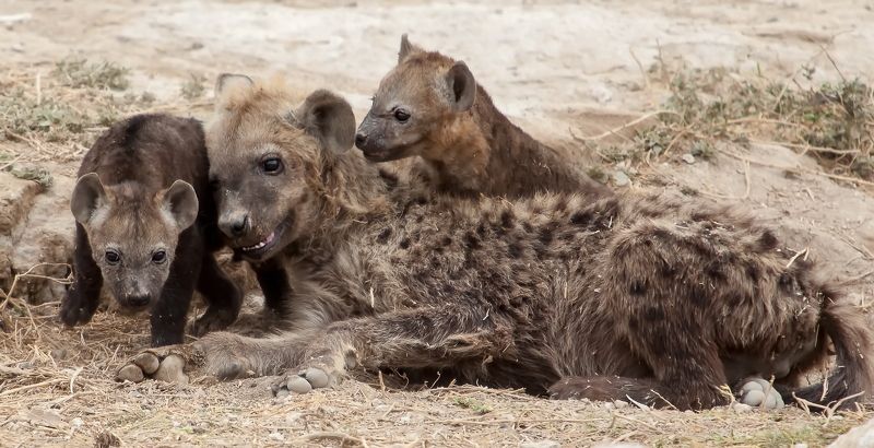 Гиены фото превью