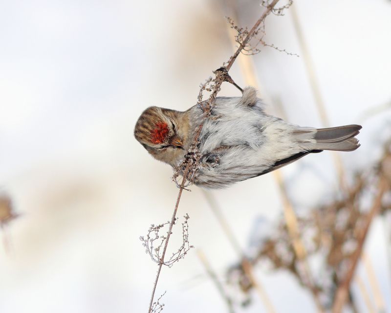 чечётка, carduelis flammea, common redpoll, парк имени макса ашманна Чечёткиphoto preview