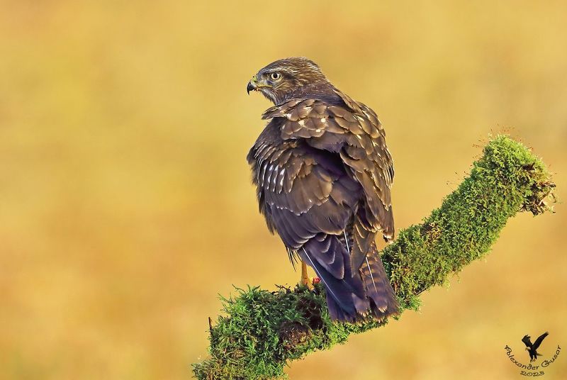 канюк Канюк фото превью