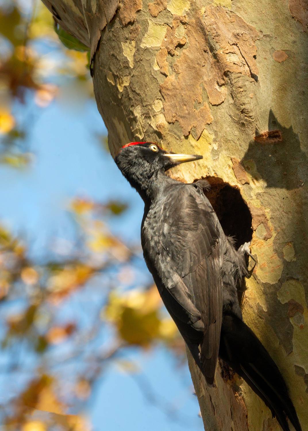 желна, Алексей Рыльский