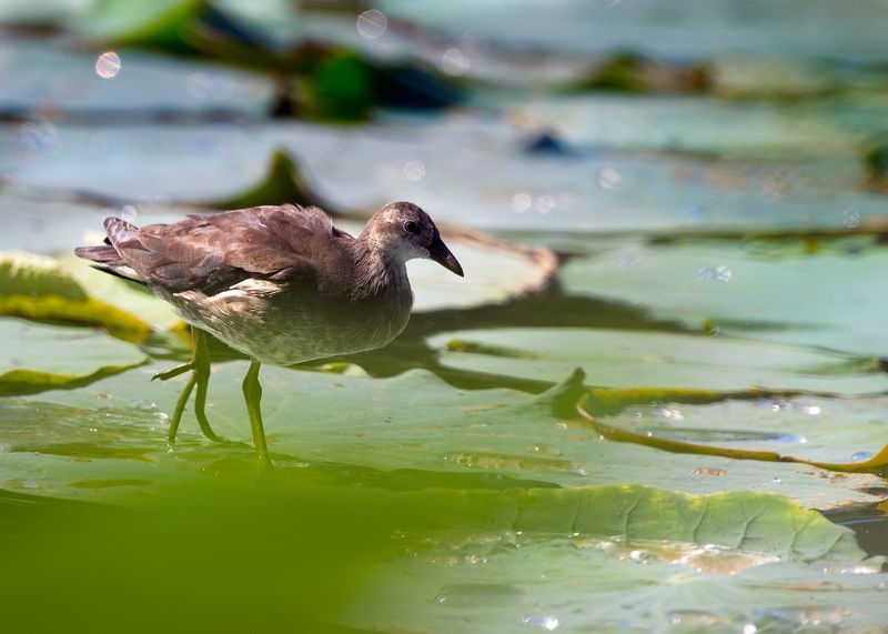 камышница Камышница фото превью