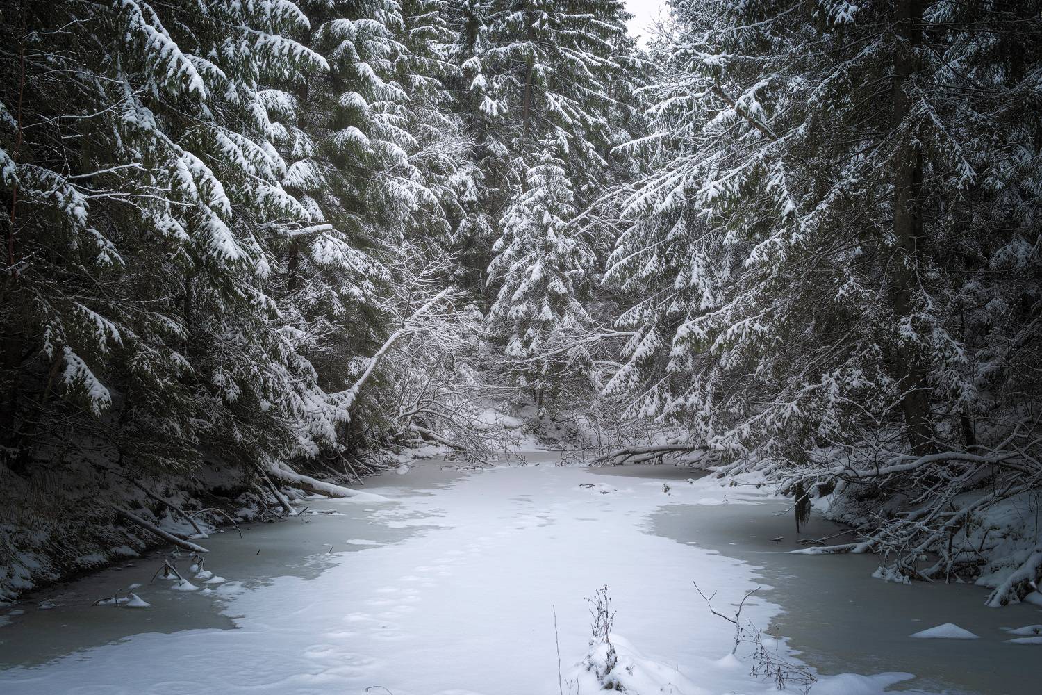 В заснеженном лесу. Автор: Валерий Вождаев лес, деревья, снег, зима, Валерий Вождаев