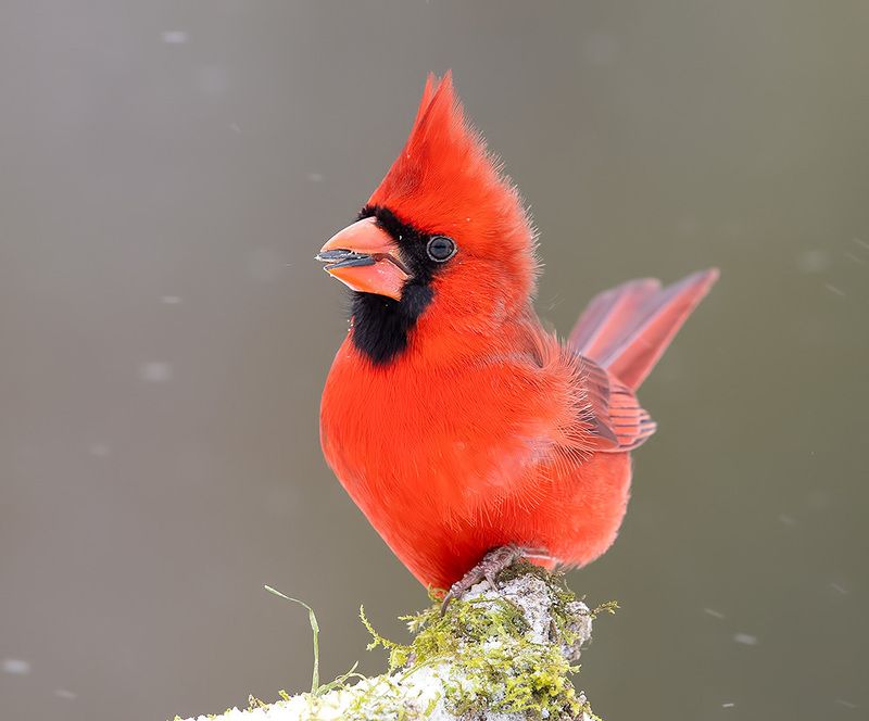 красный кардинал, northern cardinal, cardinal,кардинал, птицы на снегу, зима С Новым Годом! Happy New Year! Красный кардинал фото превью