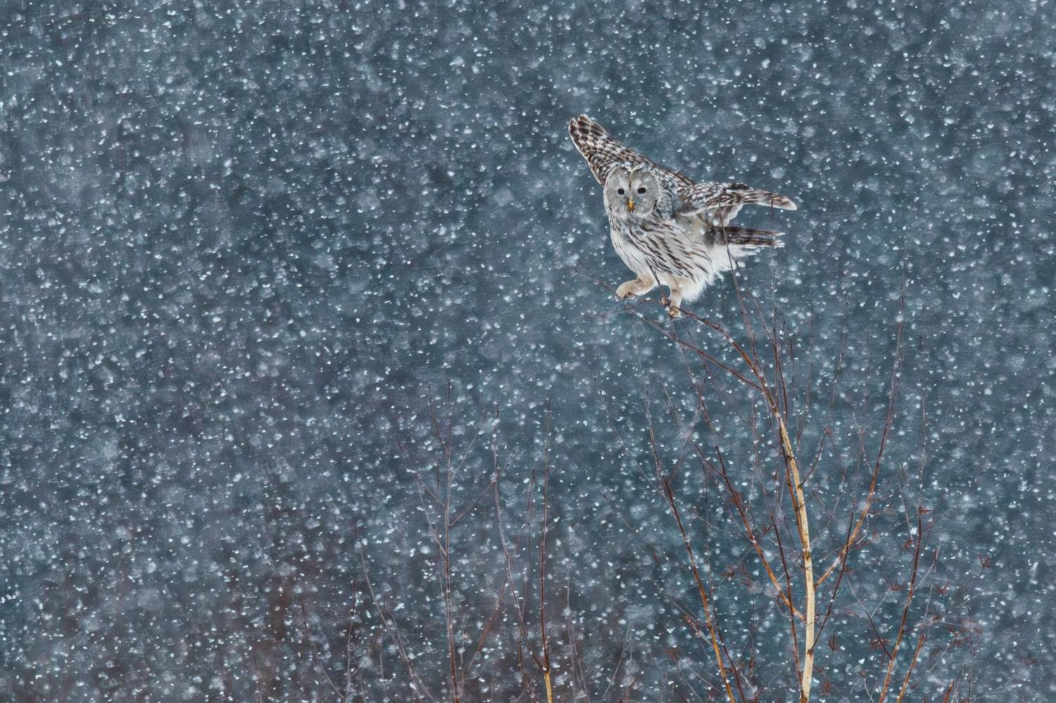 , Гильманов Артур