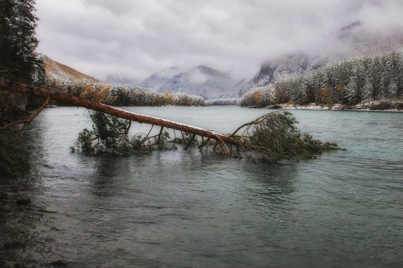алтай, осень, катунь, чуйскийтракт, первыйснег Поверженный стражphoto preview
