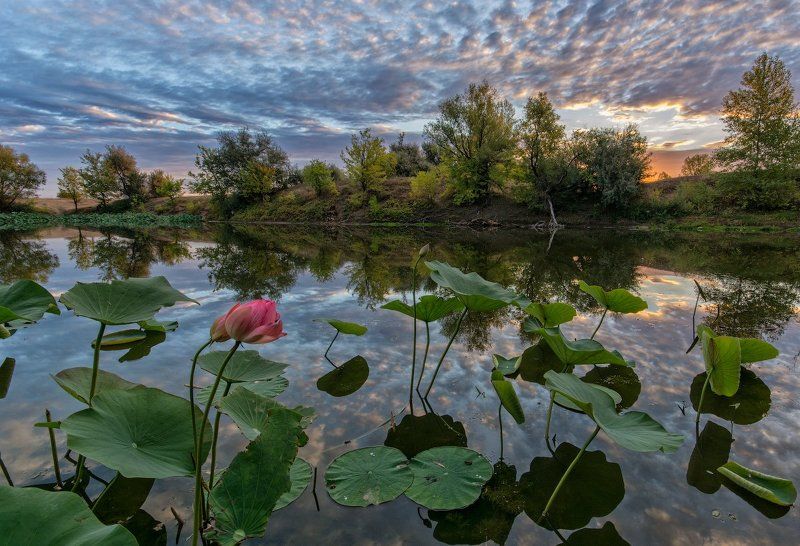 озеро, лотос, рассвет В предвкушенииphoto preview