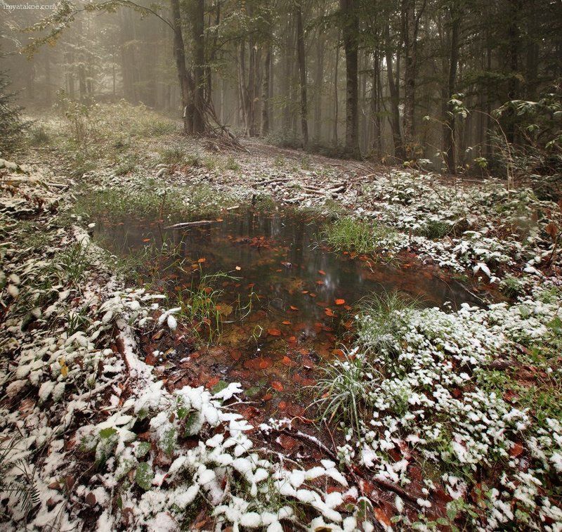 горы, карпаты В лесуphoto preview
