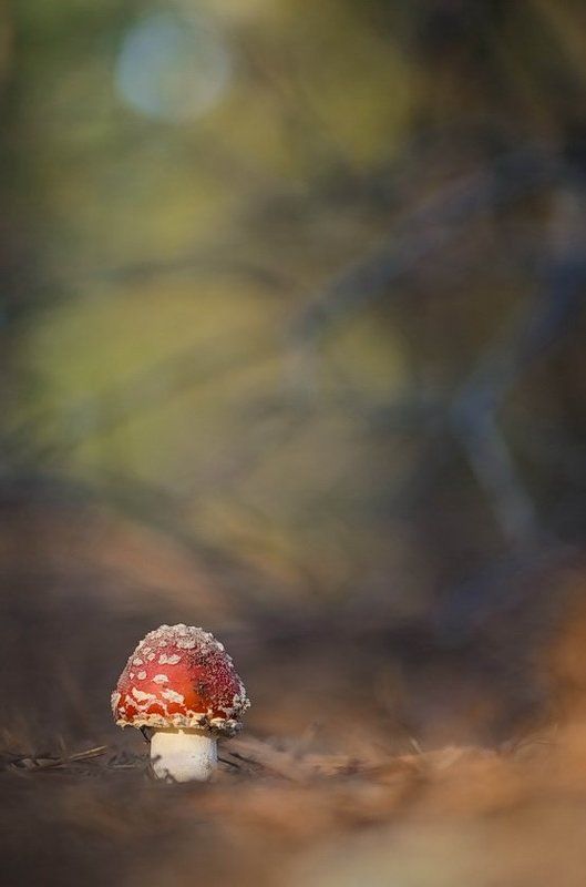 Грибы, Лес, Мухомор, Утро Ты сними, сними меня фотографphoto preview