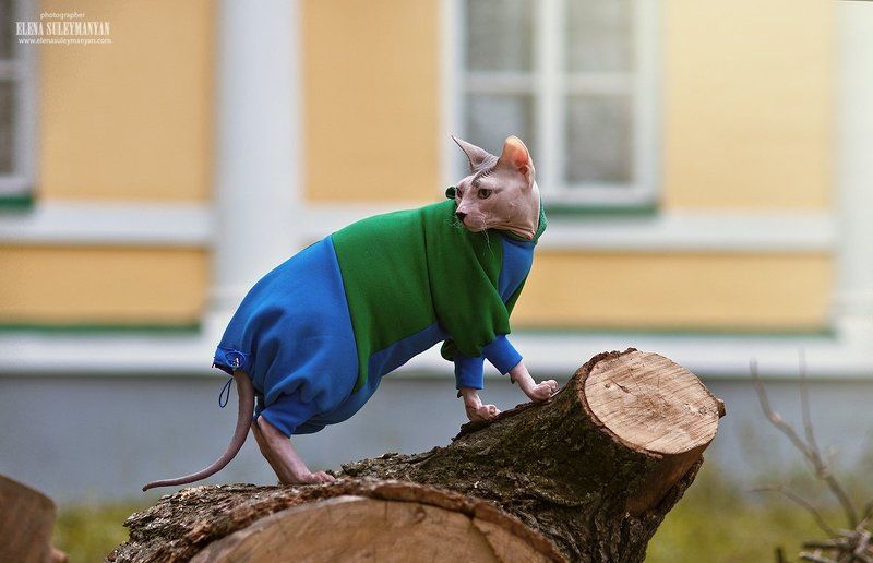 Осенняя прогулка Портосаphoto preview