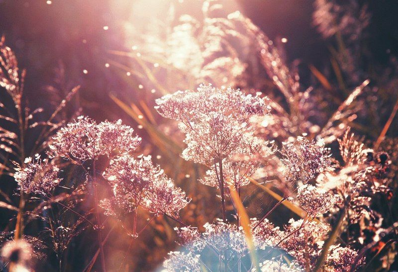 в розовых очках фото превью