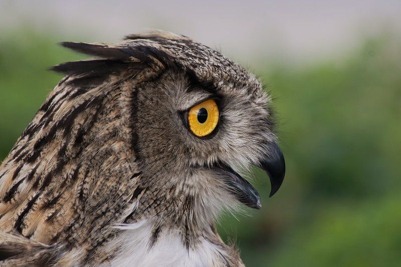 Бдить !photo preview