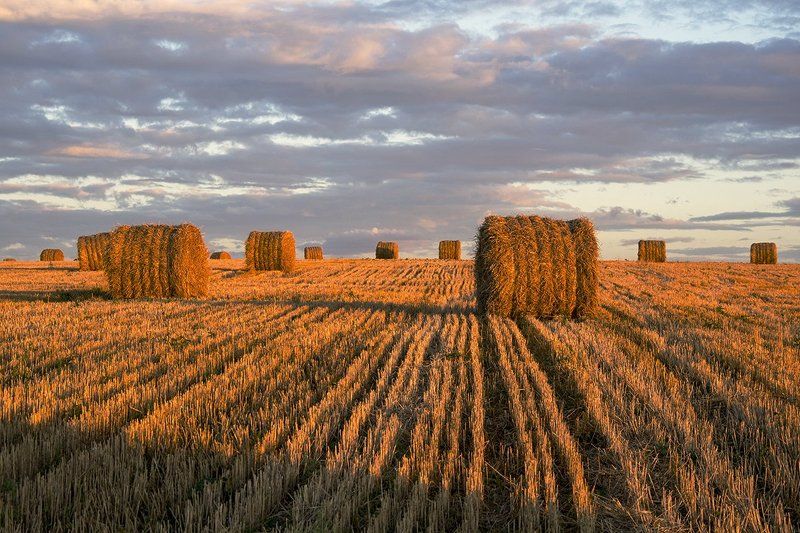 россия, природа,московская область,рулончики, солома, вечер, утро, рассвет, закат, луна, солнце Рулончики в вечернем свете фото превью