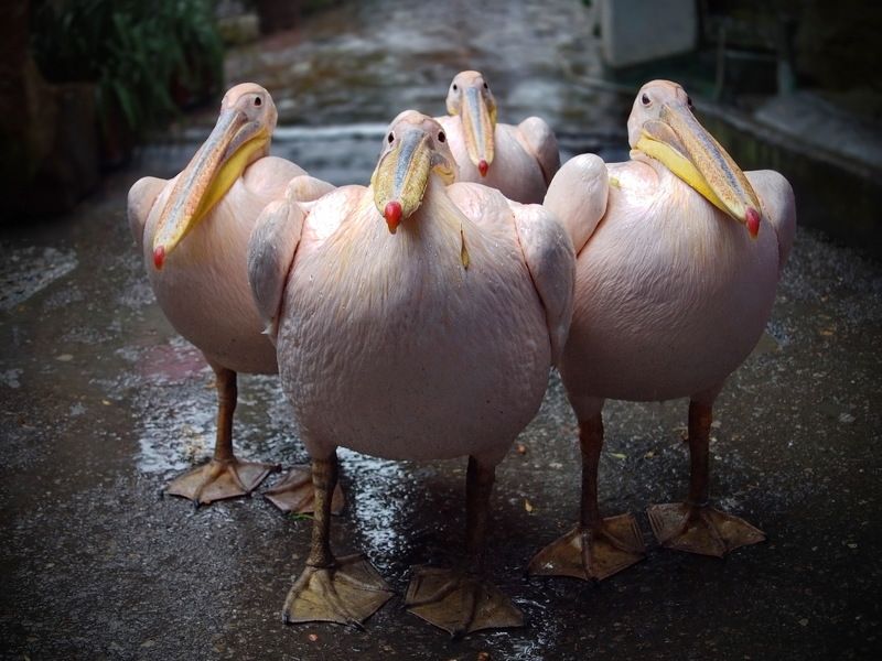 Суми-эphoto preview