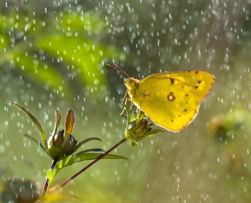 Купаясь в капельках рассвета...photo preview