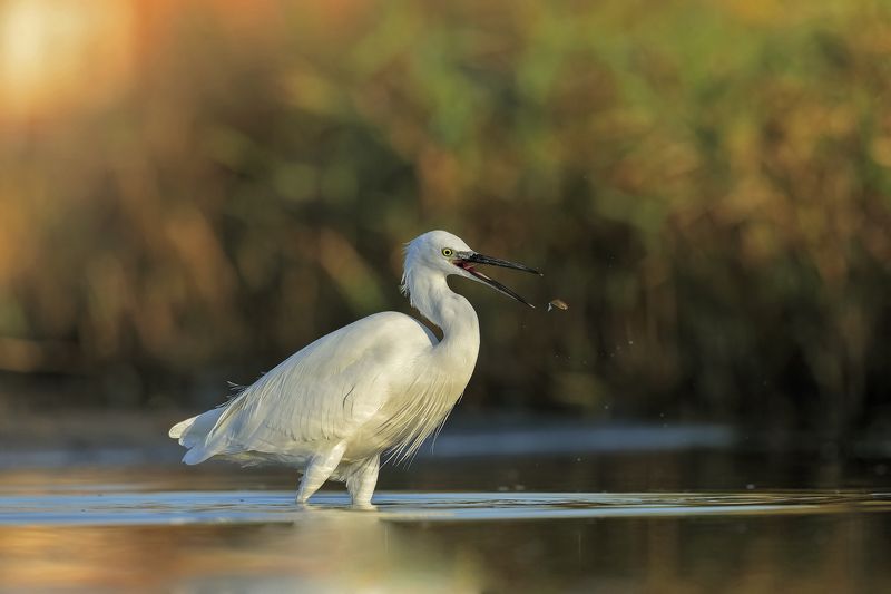 Garzettaphoto preview