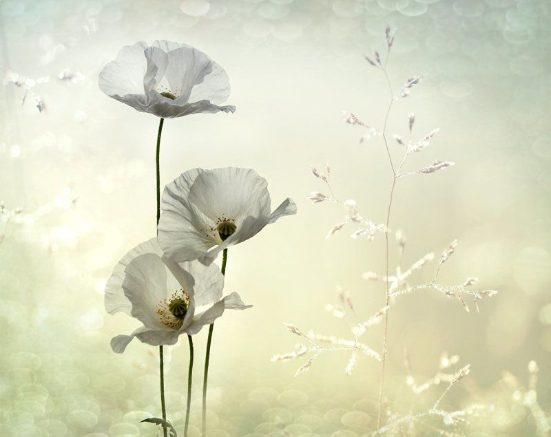 лето, белые маки, нежность, природа Летние грёзы...photo preview