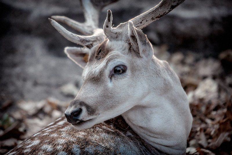 олень, портрет, встреча Оленьphoto preview