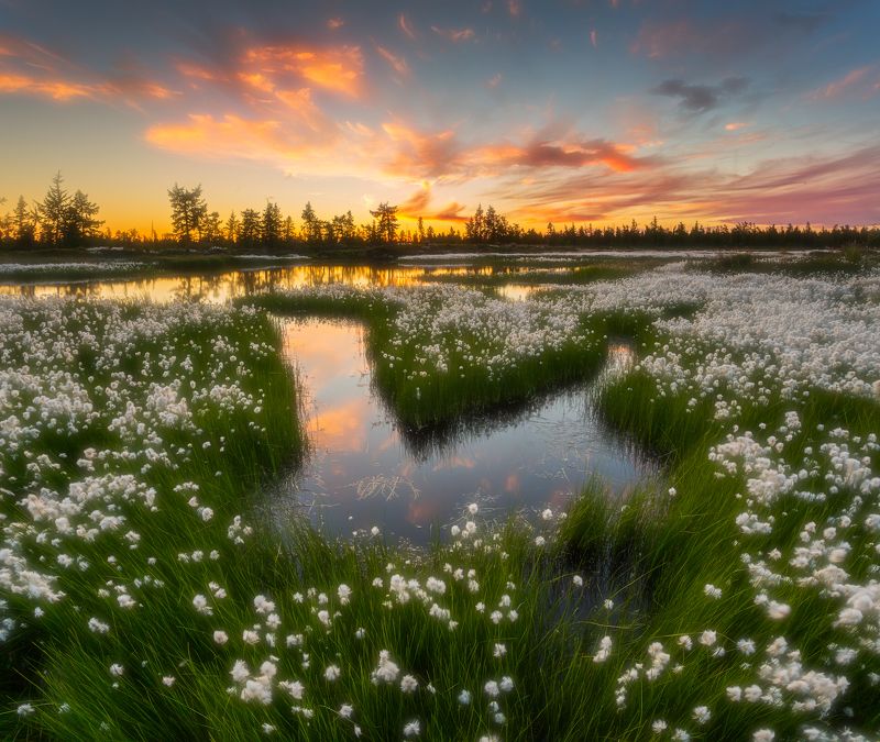 Закат, Лето, Новый уренгой, Пушица, Ямал Пушистый закатphoto preview