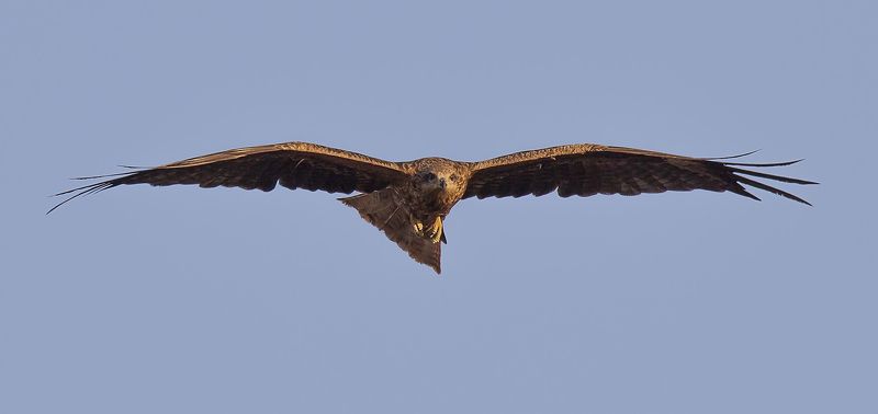 Фазы полетаphoto preview