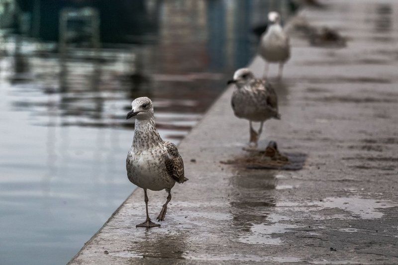 Крым Утренний променад в Балаклавеphoto preview