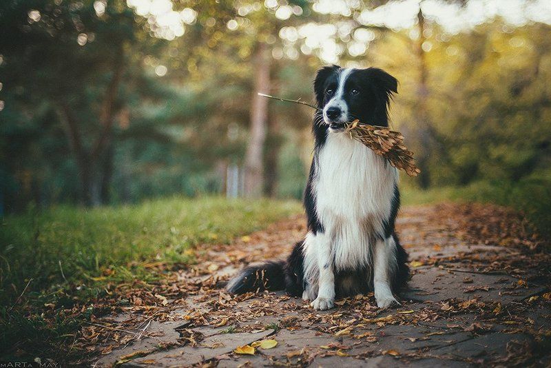 бордер-колли, собака, осень, animal, pet, autumn *******photo preview