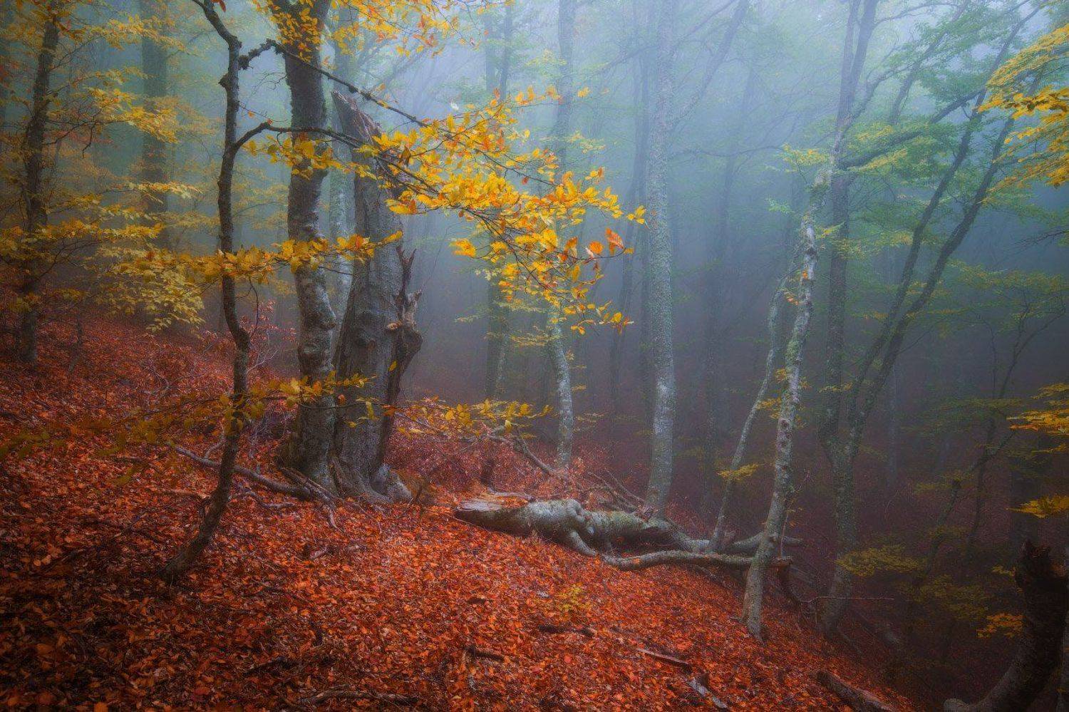 Крым, Андрей Уляшев (Mercand)