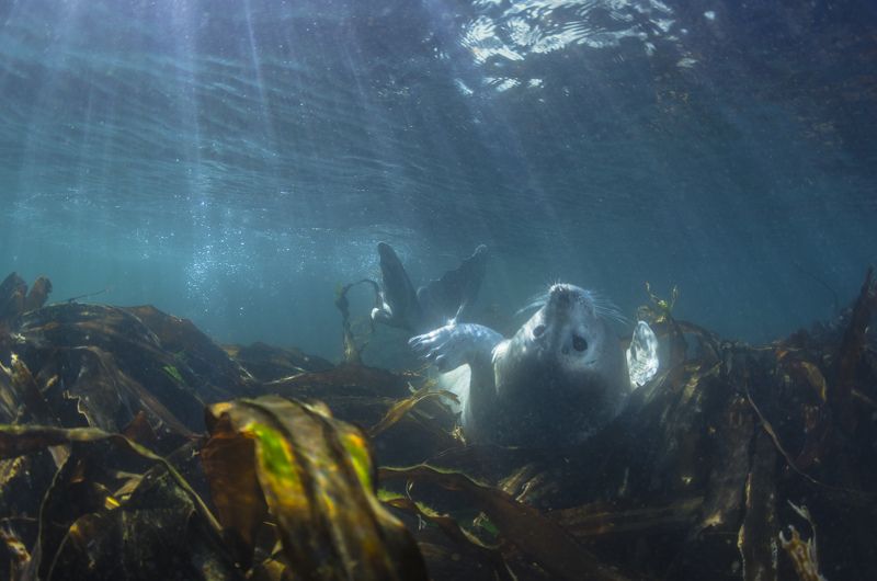 Загорающий тюленьphoto preview