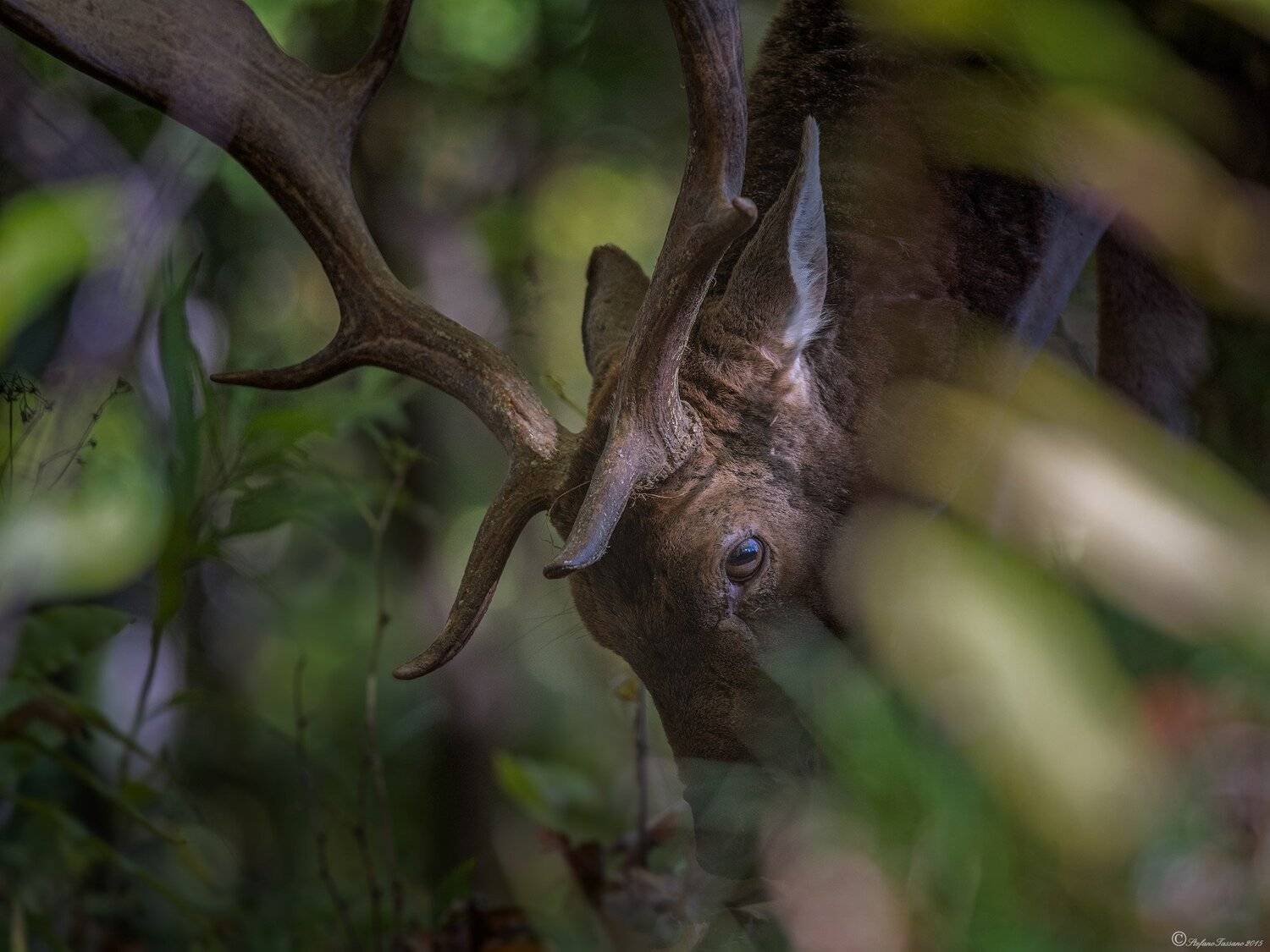 Dama dama. Автор: stefano.tassano , stefano.tassano