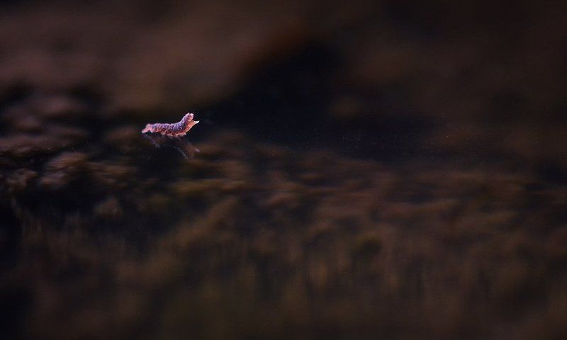 Тюлень.photo preview