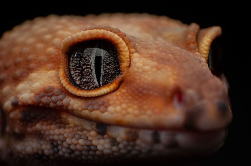 Tangerine Leopard Geckophoto preview