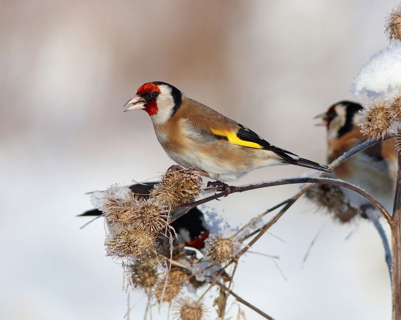щегол, carduelis carduelis, european goldfinch, парк имени макса ашманна Зимние цветыphoto preview