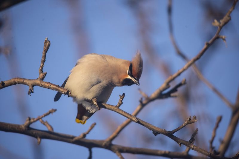 Снимаешь?Ягоды есть?photo preview