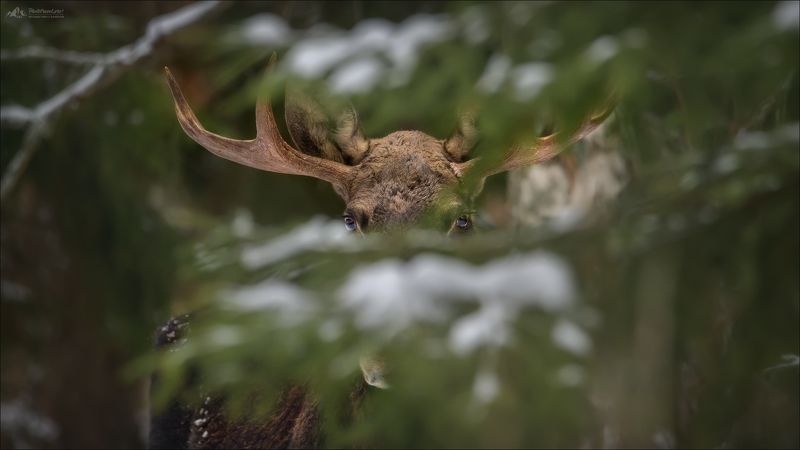 лось, красный бор, беларусь, фототур в красный бор, зима, moose, elk, фототуры 2024 Эти глаза напротив ..photo preview